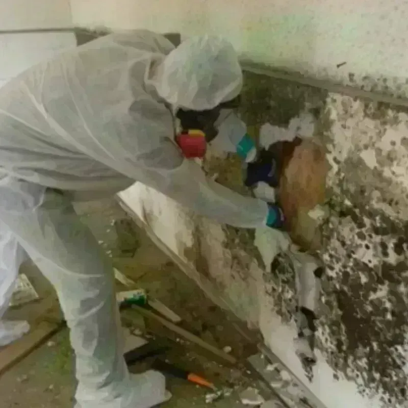 Mold Remediation and Removal in Flat Rock, NC